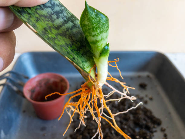 snake plant